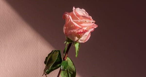 La vita è breve, ma non insignificante: le lezioni di Seneca sulla brevità della vita